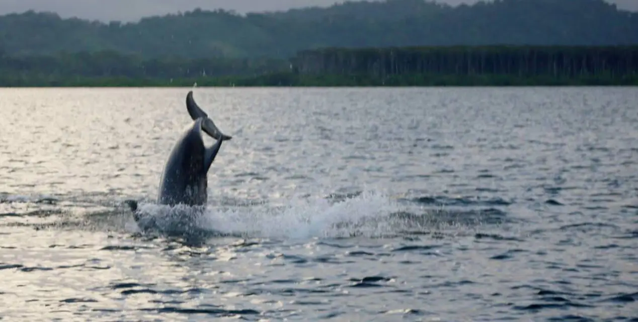 Bottlenose dolphin diving tail-up in Dolphin Bay
