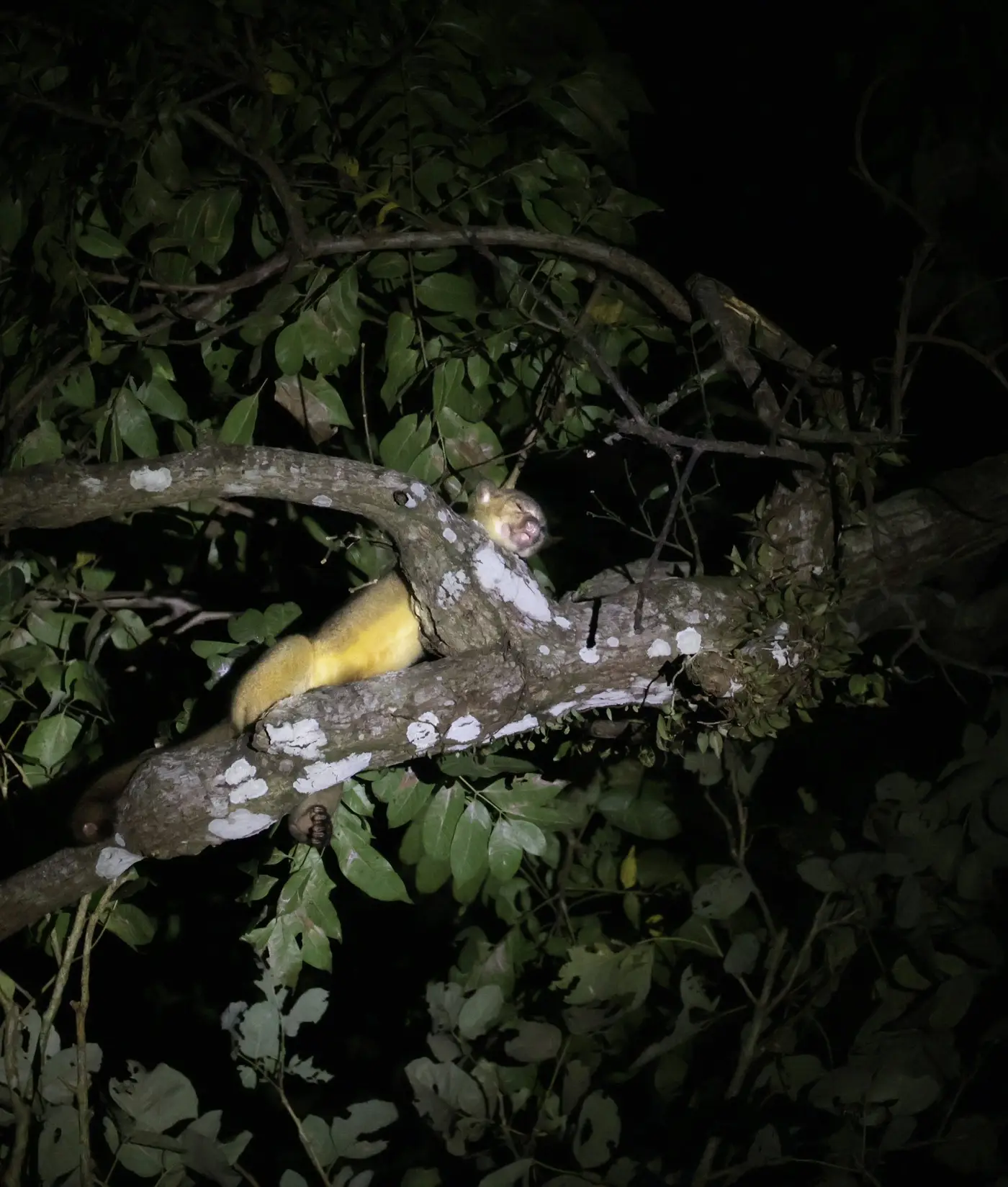Kinkajou on a branch lit by a flashlight