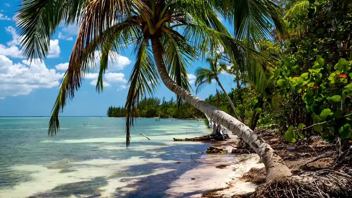Palm tree leaning over white sand and clear turquoise water