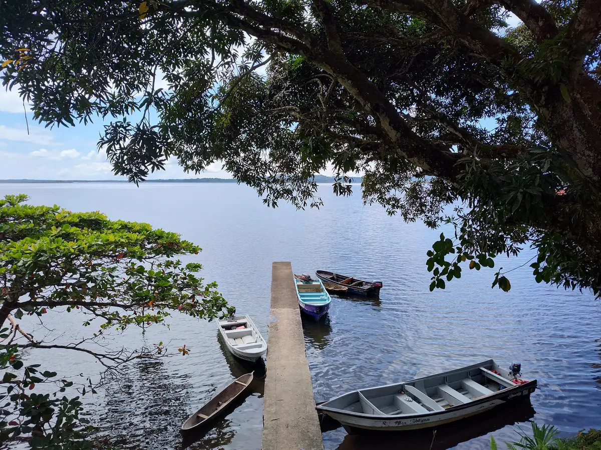 Wooden dock with small boats moored under overhanging trees