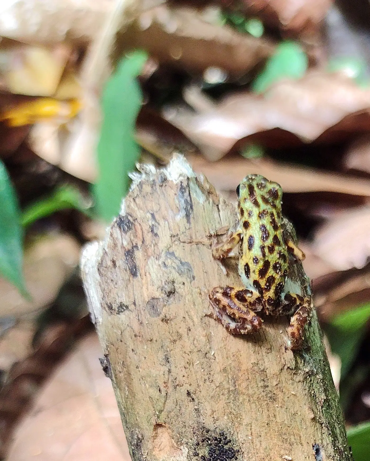 Spotted Oophaga pumilio poison dart frog on wood