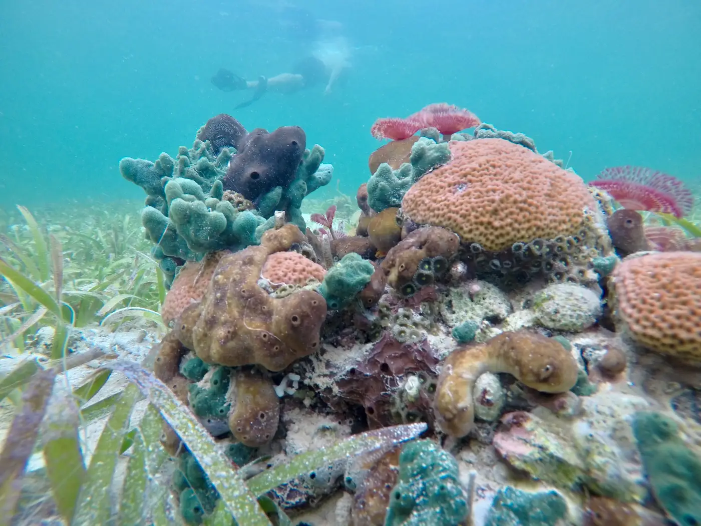 Coral garden with sponges and a snorkeler at the surface