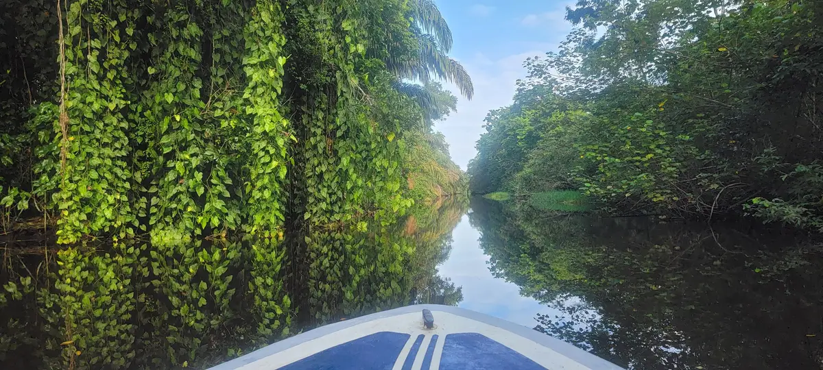 Boat gliding down a calm, vine-draped jungle river