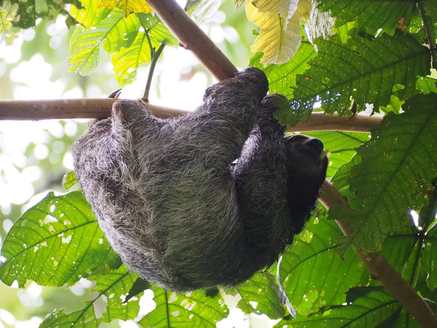 Three-toed sloth hanging upside down from a branch